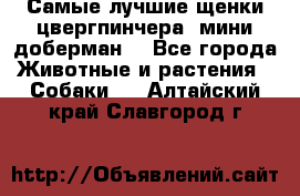 Самые лучшие щенки цвергпинчера (мини доберман) - Все города Животные и растения » Собаки   . Алтайский край,Славгород г.